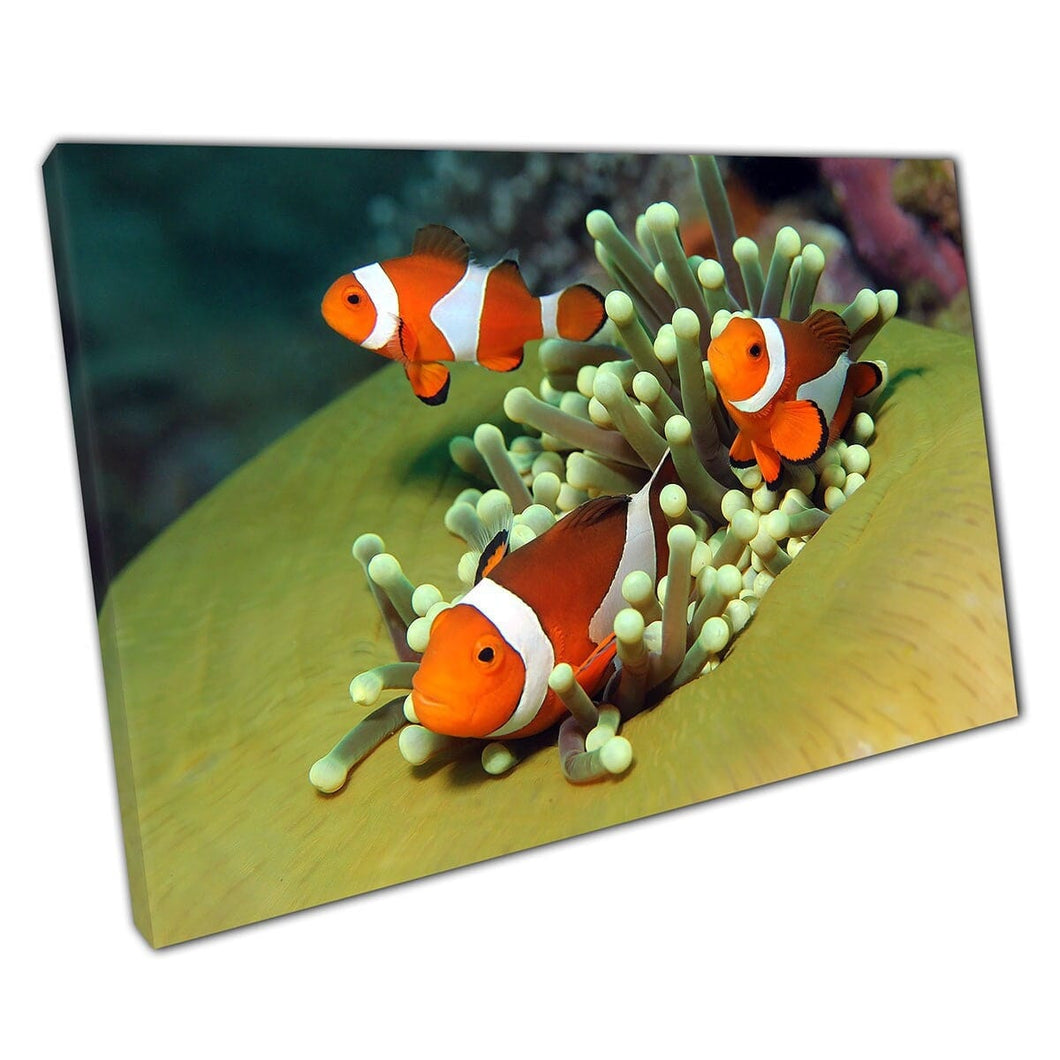 Tre pesce pesce clown occidentale pesce anemone in una stampa di arte della parete della vita della vita del mare di anemone indonesia su tela