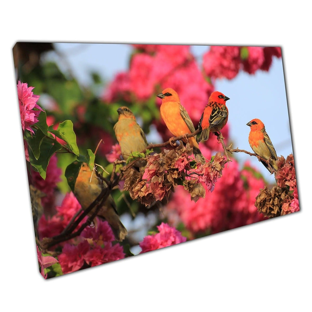 Tropical Vibrant Orange Yellow Cardinals Perched On Tree Branch Of Pink Bougainvillea Wall Art Print On Canvas Mounted Canvas print