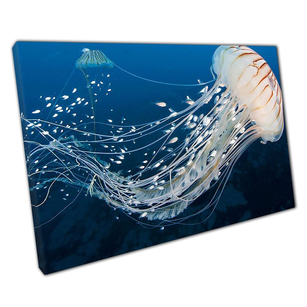 Gevaarlijke kwallen die worden gevolgd door scholen van kleine vissen diepzee zeeleven oceaan kunst aan de oceaan op canvas gemonteerde canvas print