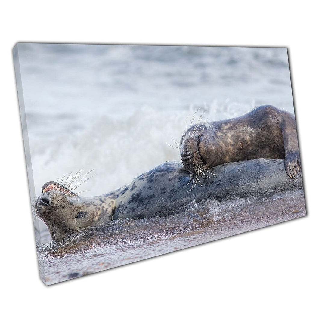 Twee gelukkige zeehonden die samen ontspannen in de golven op een strand zeekeer grappige dieren kunst aan de muur op canvas gemonteerde canvas print
