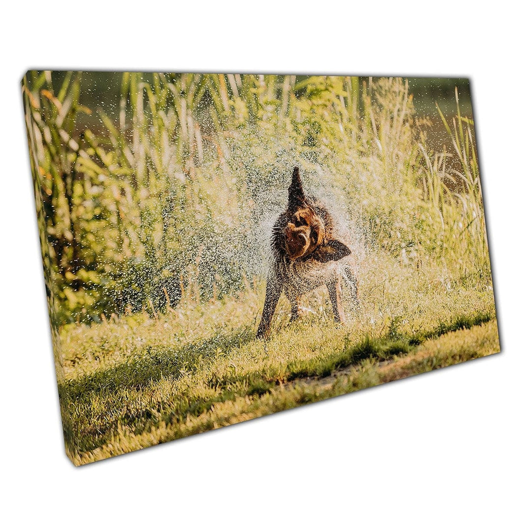 Grappige chocoladelabrador speels het water schudden van de jas na de zwim hondenwand kunstprint op canvas gemonteerde canvas print