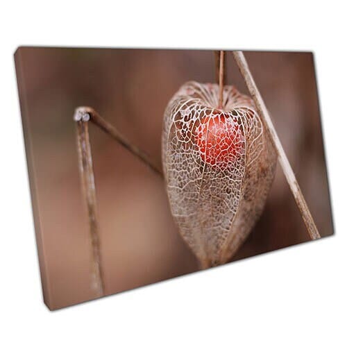 Stampa sulla tela Physalis Cape Uazia alla frutta da frutto ART ART Stampa tela montata su tela montata