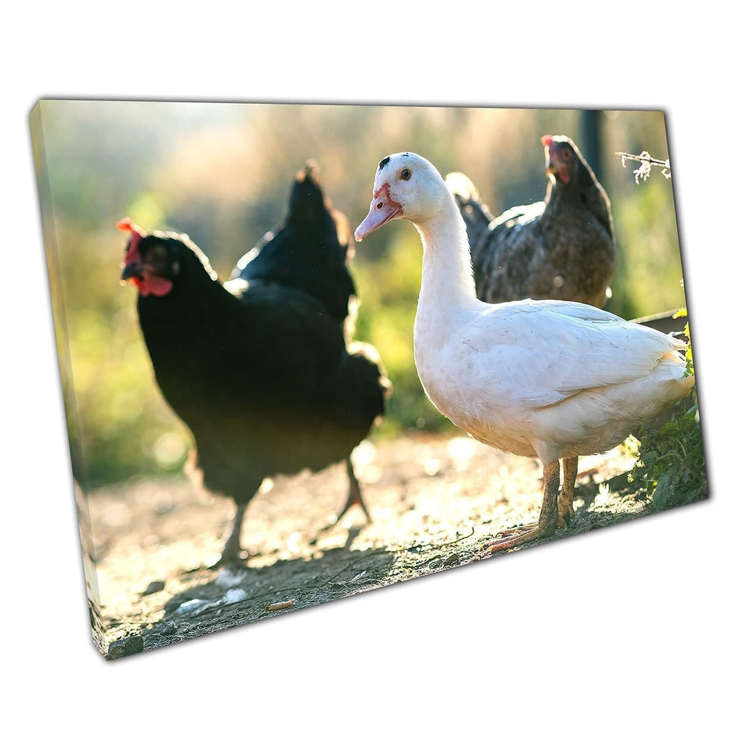Eenden en kippen op landelijke vrije uitloop Farmland Wall Art Print op canvas gemonteerde canvas print