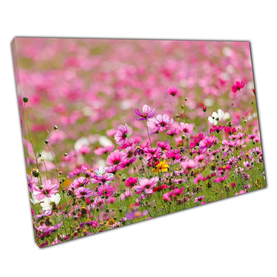 Meadow Filled With Different Pink Cosmos Flowers Wall Art Print On Canvas Mounted Canvas print