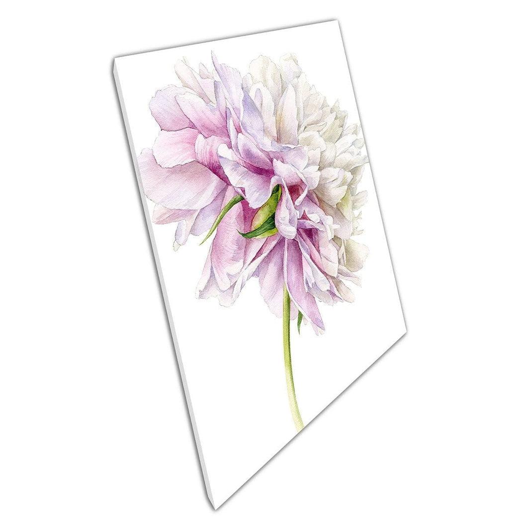 Delicate zacht wit roze botanische pioenbloem bloemen waterverf illustratie muur kunst print op canvas gemonteerde canvas print