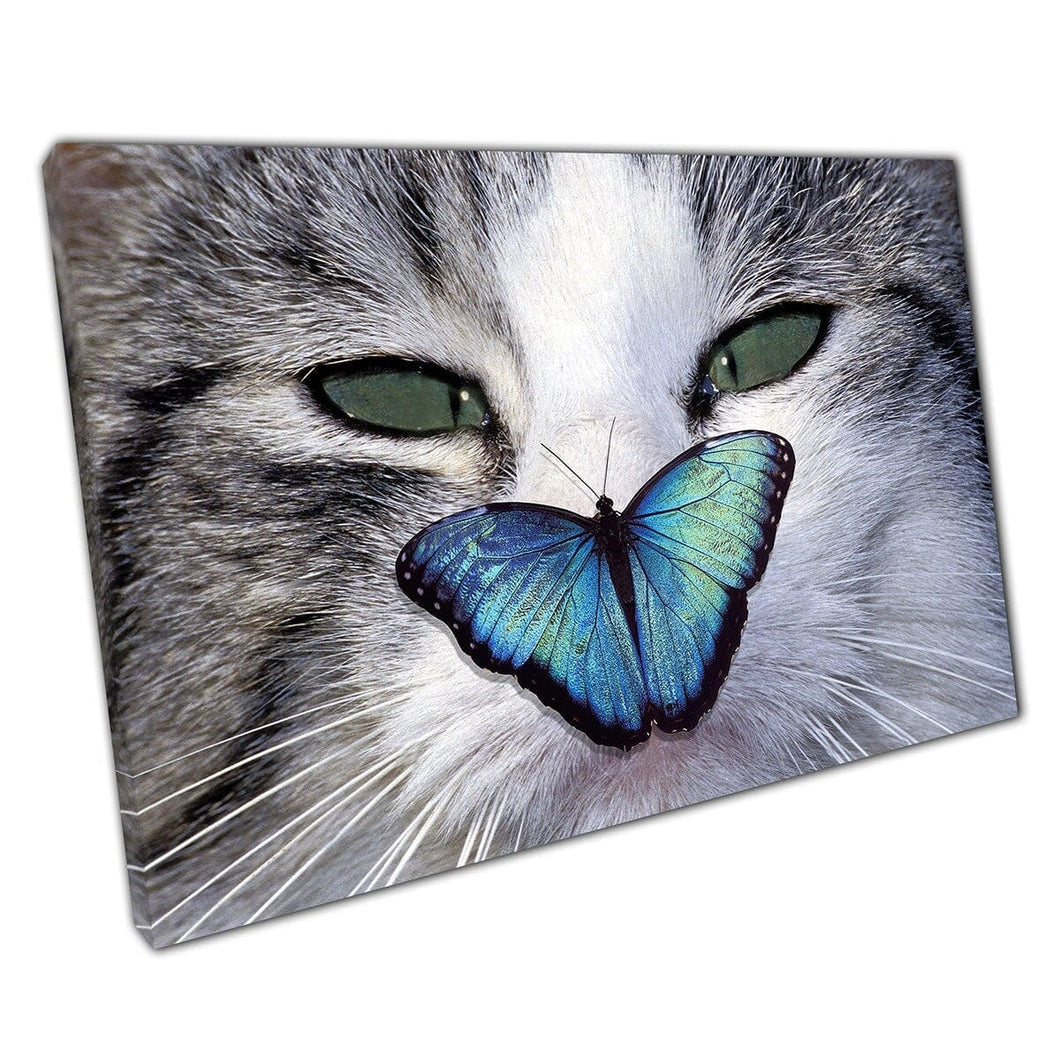 Grappige rustige grijze en witte donzige kat met blauwe vlinder neergestreken op neus natuurwand kunstafdruk op canvas gemonteerde canvas print