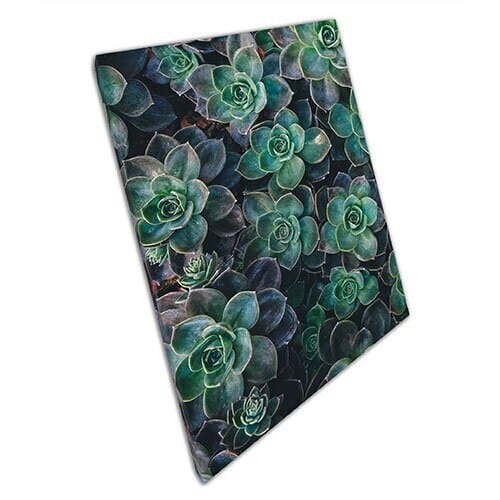 Afdrukken op canvas groep echeveria sappige planten klaar om muur kunst afdrukken gemonteerde canvas print op te hangen