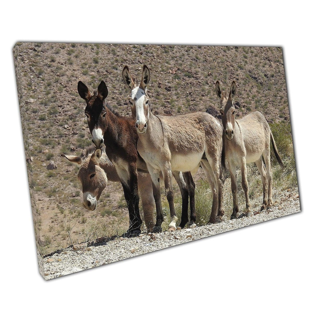 Vier wilde burros ezels Silvercreek Road Black Mountains haverman Arizona fotografie Wall Art Print op canvas gemonteerde canvas print