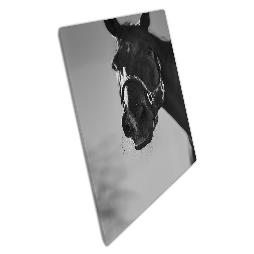 GreyScale Nature Photography of Horse Moving Action Shot Stable Animals Wall Art Print op canvas gemonteerde canvas print