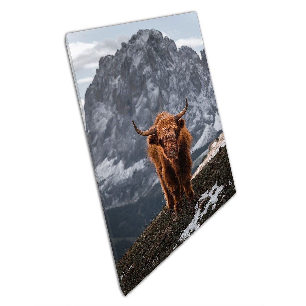 Koe bij Mountain Peak Dolomites Italië Wildlife Nature Photography Wall Art Print op canvas gemonteerde canvas print