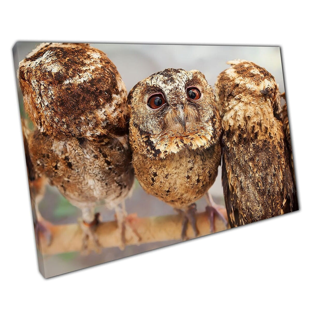 Schattige grappige nieuwsgierige baby bruine uil neergestreken op tak met broers en zussen wilde vogel van roofvogel muurkunst op canvas gemonteerde canvas print