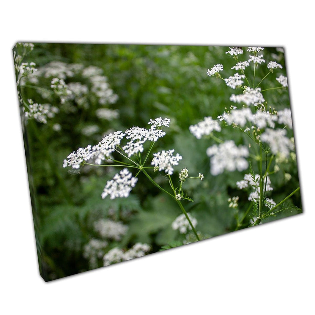 White Flowers Of The Anthriscus Sylvestris Plant Within A Meadow Wall Art Print On Canvas Mounted Canvas print