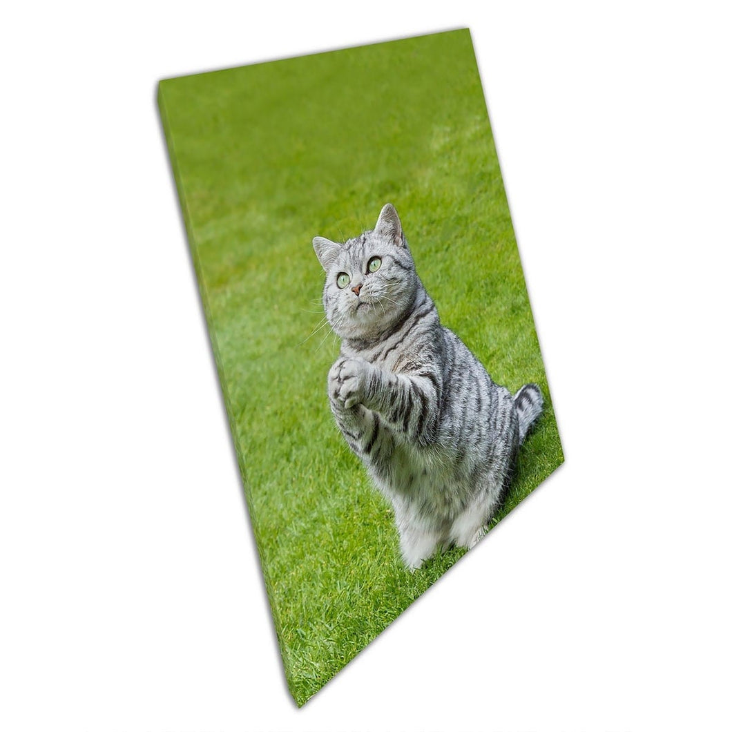 Britse zilveren tabby poseren op groen gras met poten samen schattige huisdierfotografie muurkunst print op canvas gemonteerde canvas print
