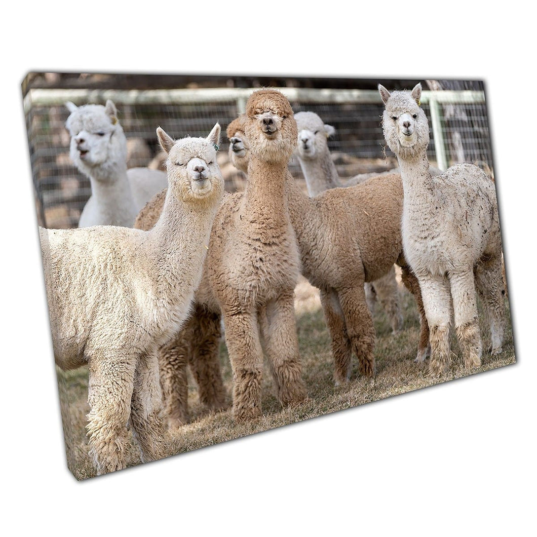 Huacaya Alpacas And Suri Alpacas On A Farm In Bend Oregon Wall Art Print On Canvas Mounted Canvas print