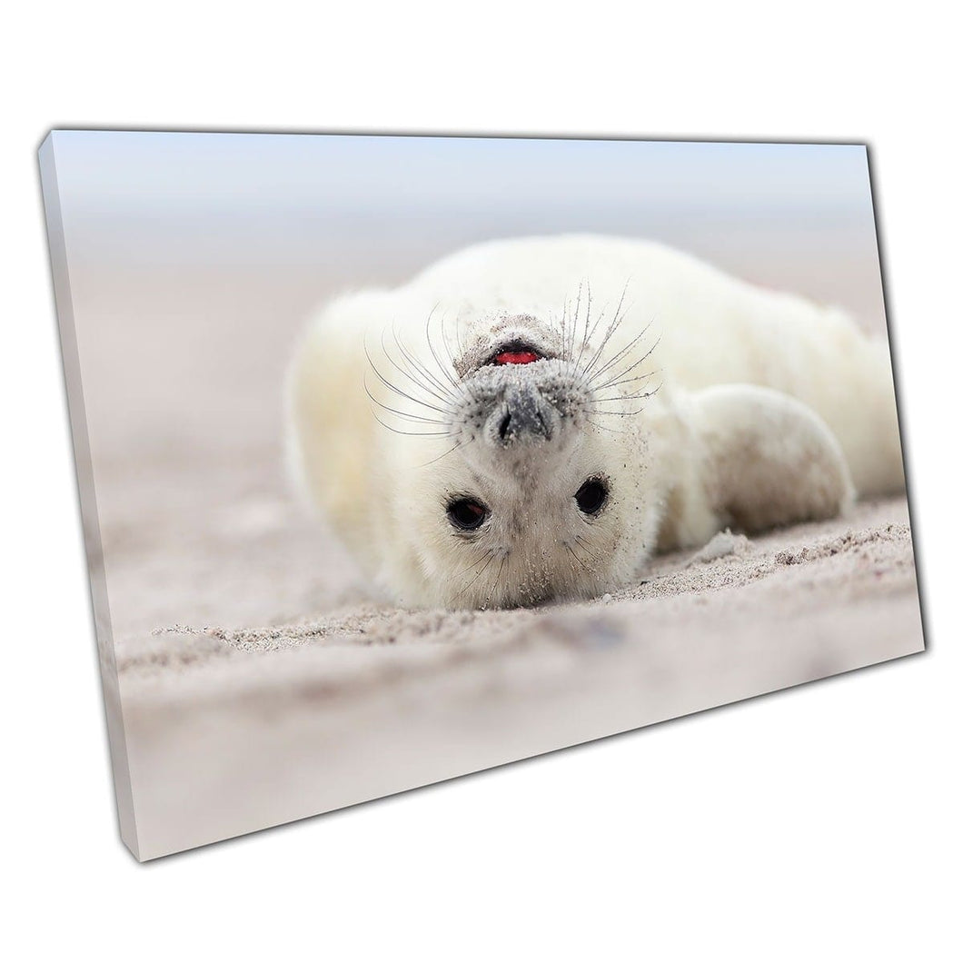 Schattige fuzzy baby grijze zeehond ontspannen liggend op het strand baby natuurfotografie muurkunst print op canvas gemonteerde canvas print