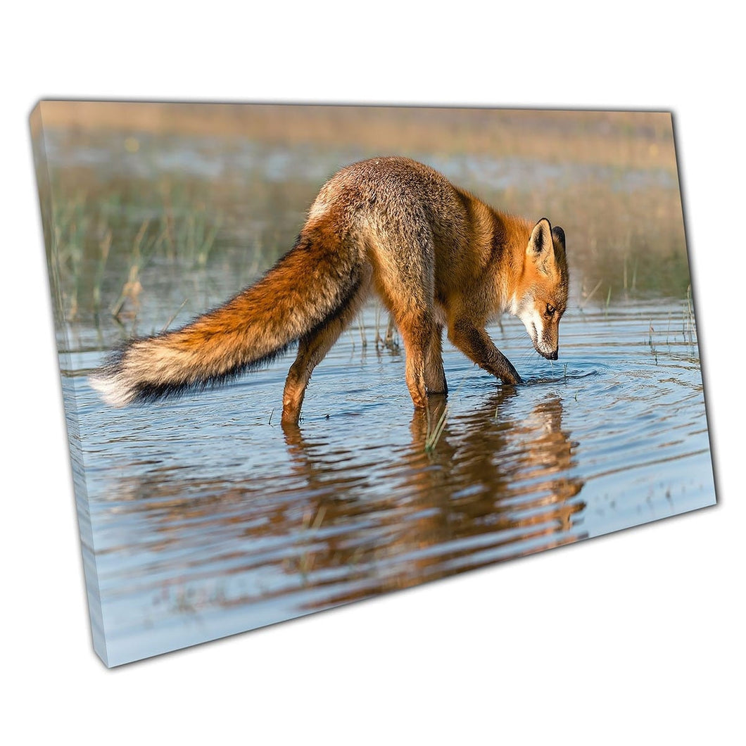 Nieuwsgierige rode vos Loop door grasachtig water Wild Animal Photography natuurlijke muurkunstafdruk op canvas gemonteerde canvas print