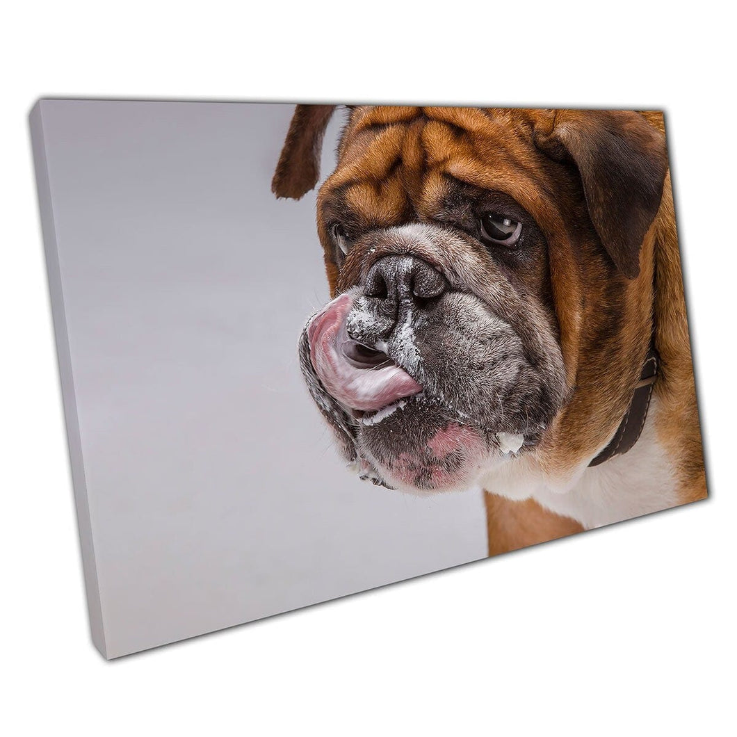 Grappige Big Ginger Bulldog Licking Mond Pet Dier Binnenlandse Dog Puppy Photography Wall Art Print op canvas gemonteerde canvas print