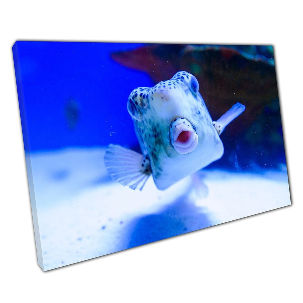 Pesce tropicale divertente che nuota lungo il fondo dell'oceano curiosamente guardando la stampa artistica da parete della telecamera su tela di tela stampata