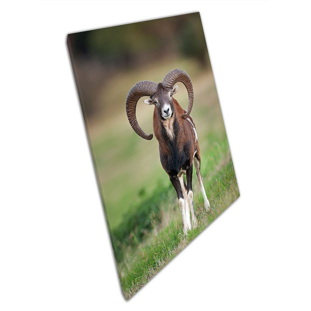 Mouflon Wild Sheep Patrolling Meadow By The Mountains Nature Wildlife Wall Art Print On Canvas Mounted Canvas print