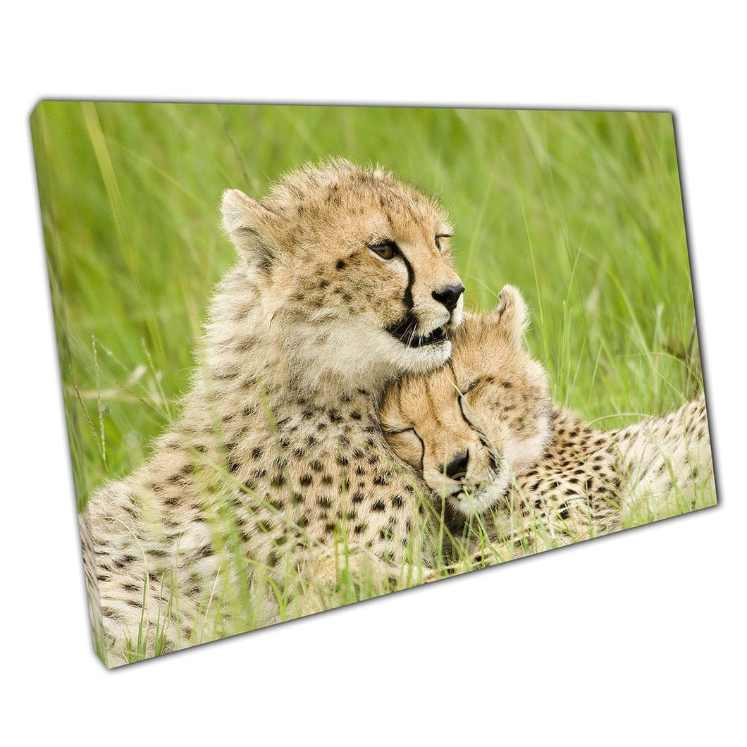 Cheetah Cubs knuffelden samen in Maasai Mara National Reserve Kenya Wall Art Print op canvas gemonteerde canvas print