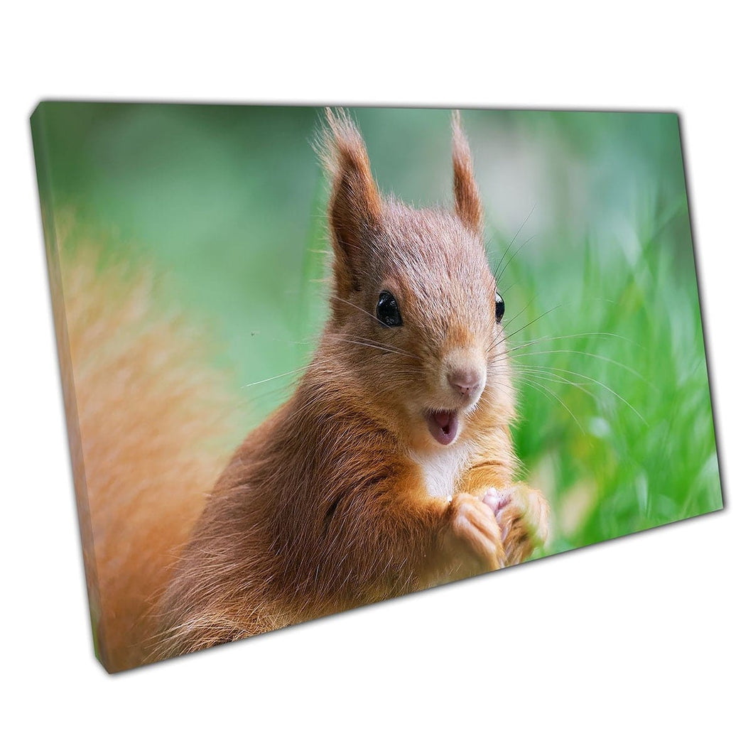 Grappige eekhoorn ziet er verbaasd uit in de dikke gras Wildlife Animal Photography Wall Art Print op canvas gemonteerde canvas print