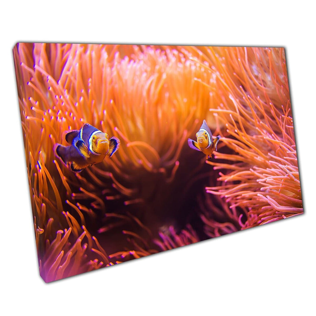Clownfish zwemt in anemoon in Coral Reef Sea Life Wall Art Print op canvas gemonteerde canvas print