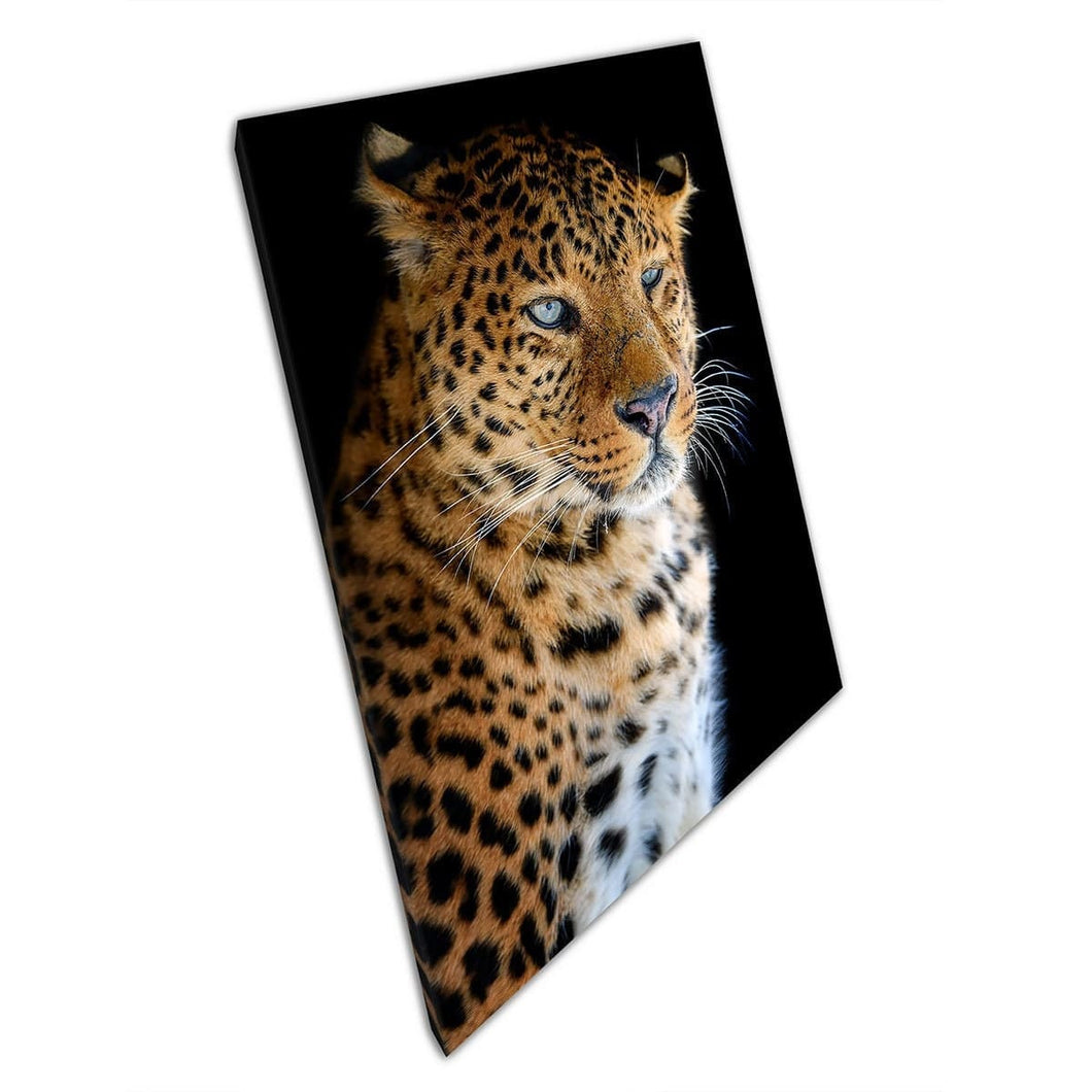 Beautiful Focused Leopard Sitting Big Wild Cat Detailed Photography Wall Art Print On Canvas Mounted Canvas print