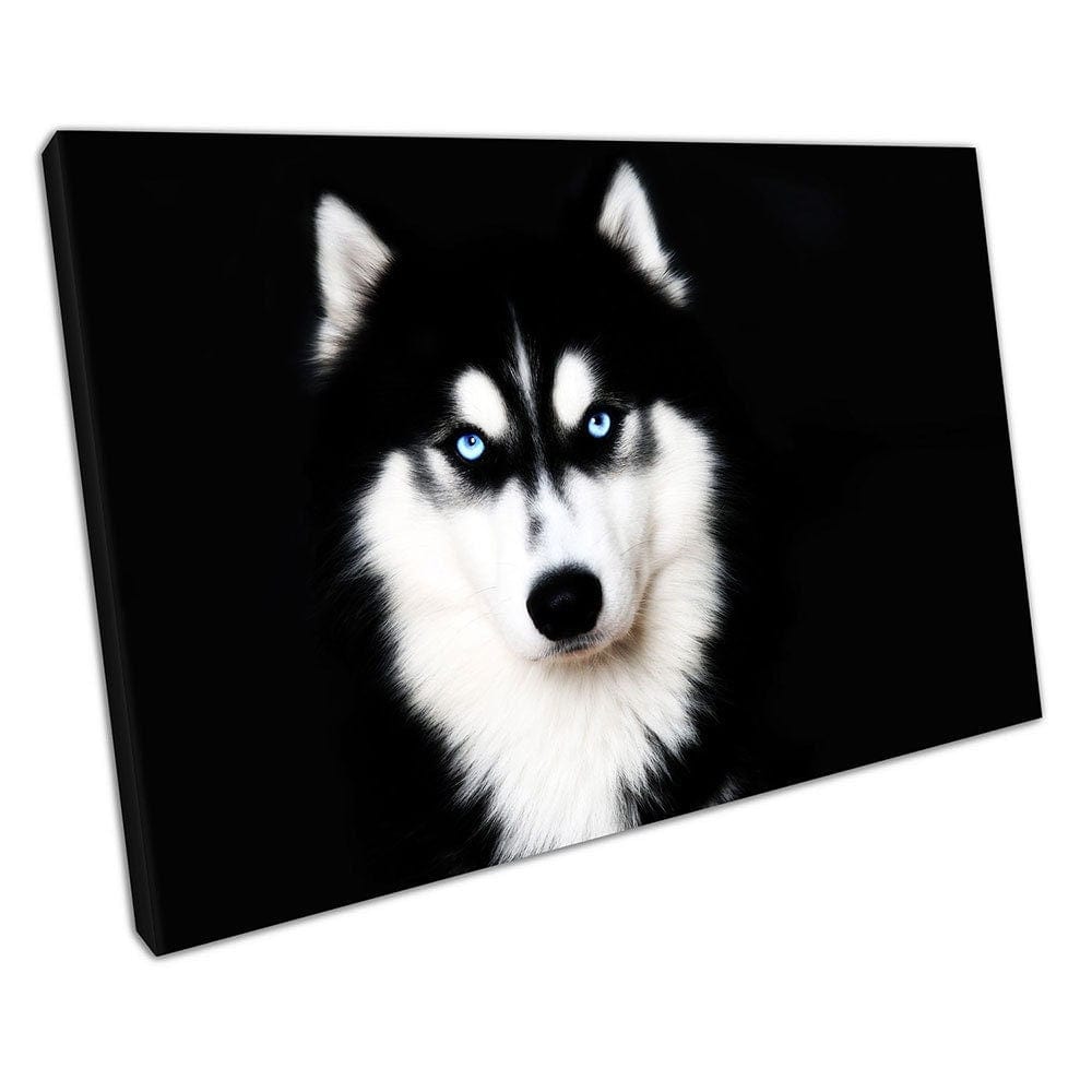 Bright Blue Eyes Siberian Husky Dog Pet klaar om muurwand te hangen, afdrukken canvas print