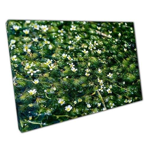 Stampa su tela Acqua naturale Fiori di arte da parete Stampa di tela montata