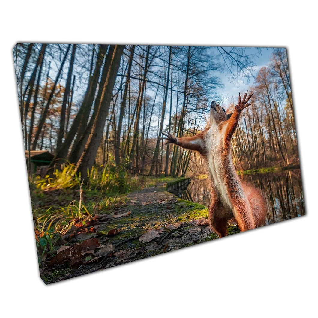Grappige rode eekhoorn staan ​​lang in bosboodland natuurfotografie Wall Art Print op canvas gemonteerde canvas print