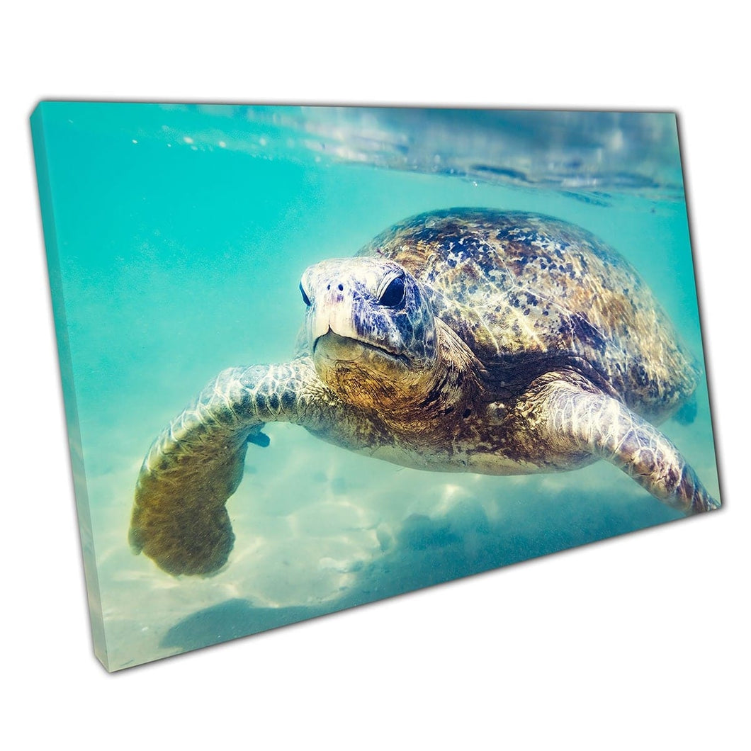 Kalme zeeschildpad glijden door het heldere water van Hikkaduwa Beach Sri Lanka Sea Life Wall Art Print op canvas gemonteerde canvas print