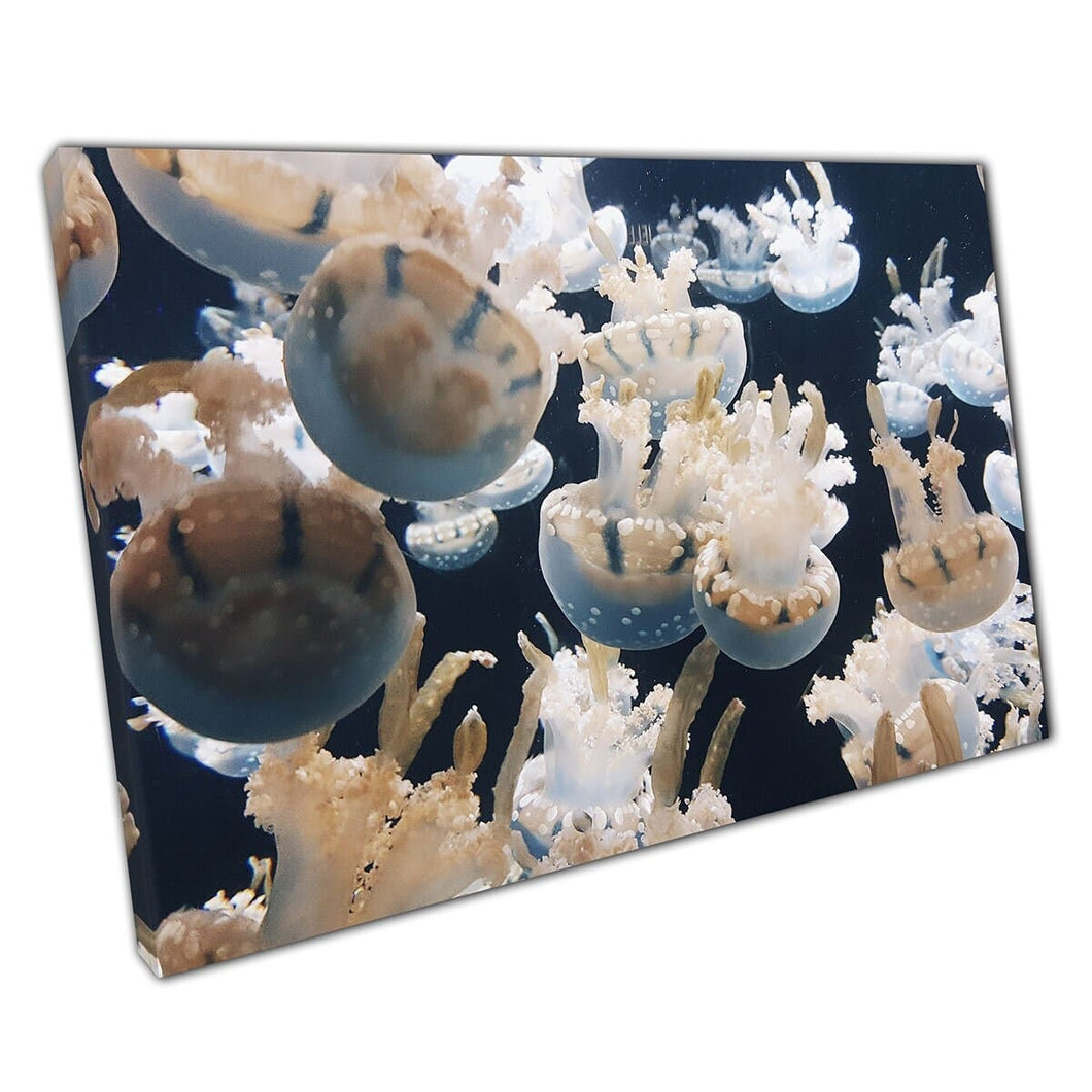 Group Of Small White Jellyfish Swimming Together Dangerous Deep Sea Life Photography Wall Art Print On Canvas Mounted Canvas print