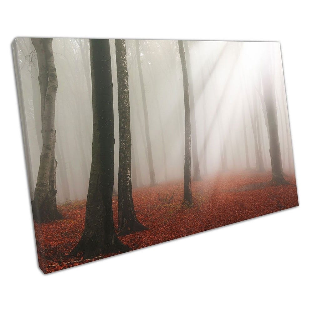 Dreamy white sun beams Red carpet of leaves Forest sunlight Canvas Wall Art Print Mounted Canvas print