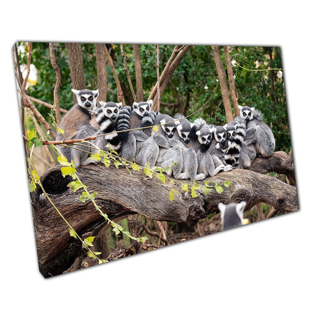 Grappige dierengroepfoto van schattige ringstaartmaki's die knuffelen op een dikke boomtakwandkunstafdruk op canvas gemonteerde canvas print
