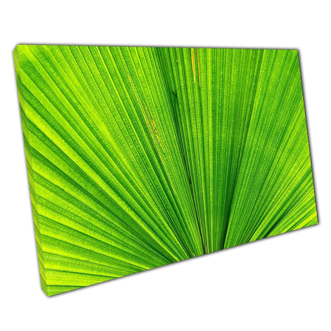 Extreme abstracte close -up levendige levendige groene exotische palmboomblad Fotografie Wall Art Print op canvas gemonteerde canvas print