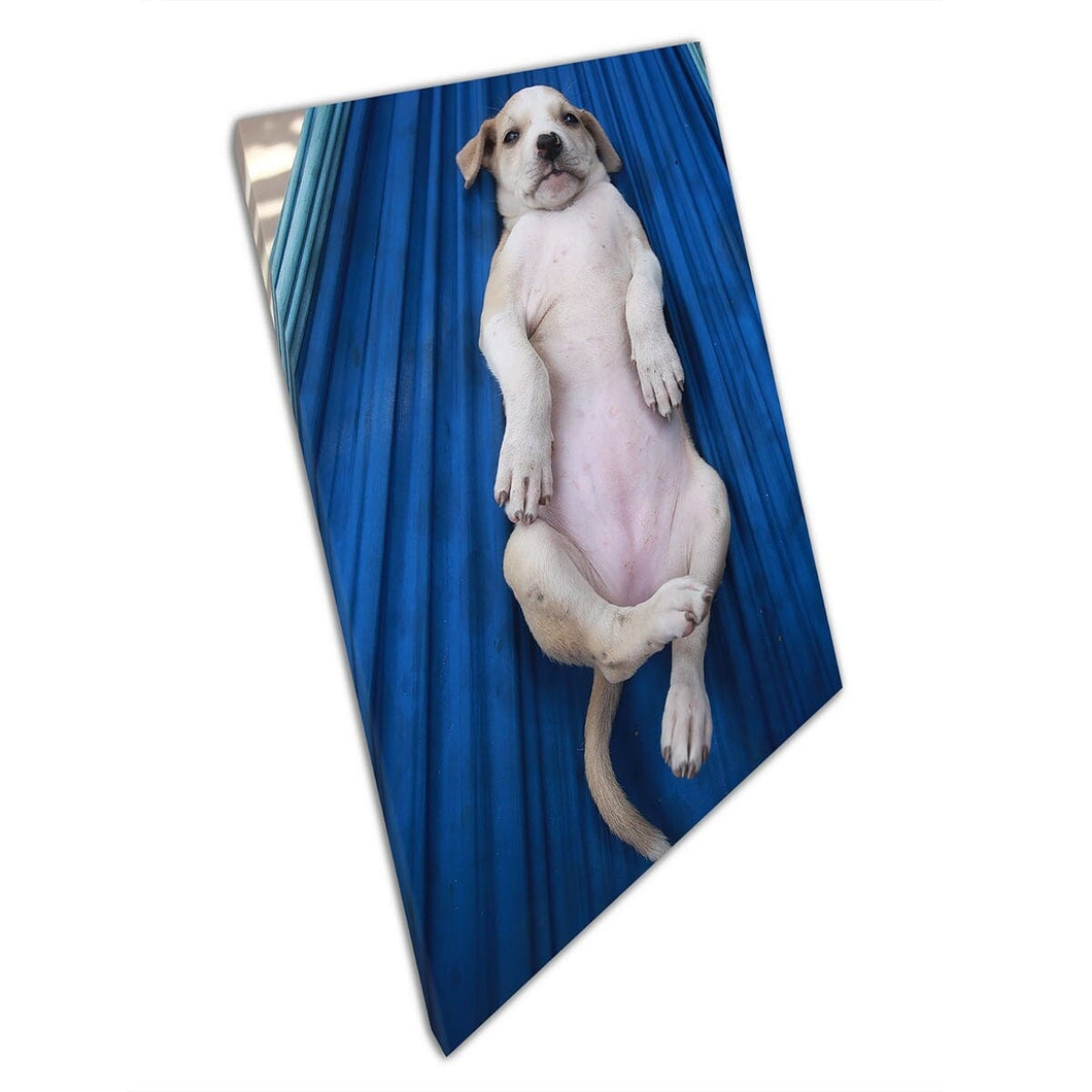 Grappige schattige verwarde puppy die in een blauwe hangmat ligt op een zomersdag dierenfotografie muurkunstafdruk op canvas gemonteerde canvas print