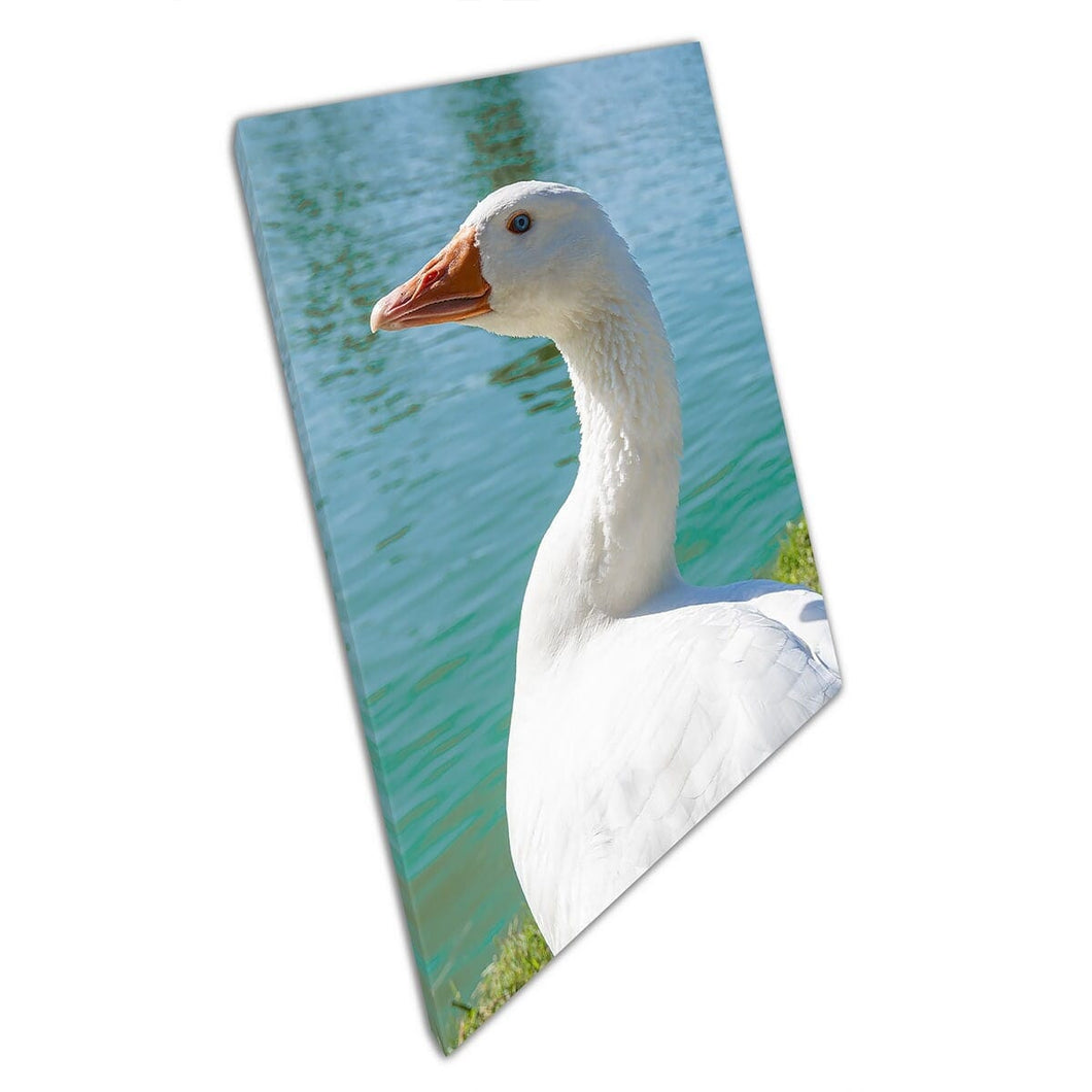 Blue Eyed White Goose Standing naast Waters Edge Wall Art Print op canvas gemonteerde canvas print