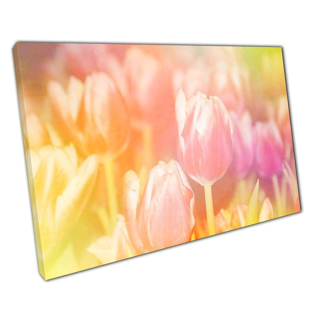 Blurred Soft Focus Tulips In Bloom Delicate Pastel Pink Yellow Orange Spring Florals Wall Art Print On Canvas Mounted Canvas print