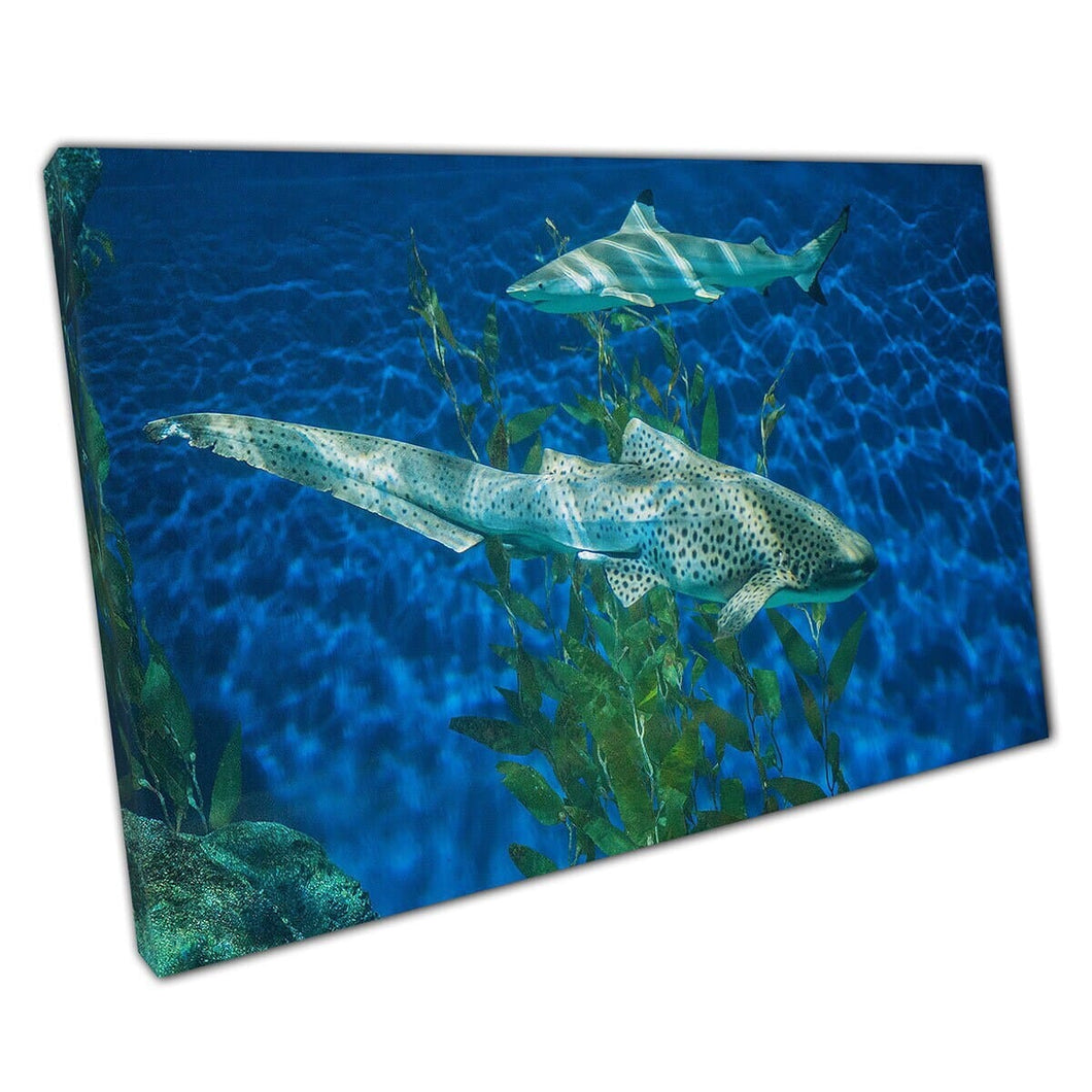 Leopard Shark Zebra Shark nuotando pacificamente attraverso l'acqua Acquario Sea Life Arte Wall Stampa sulla tela montata in tela