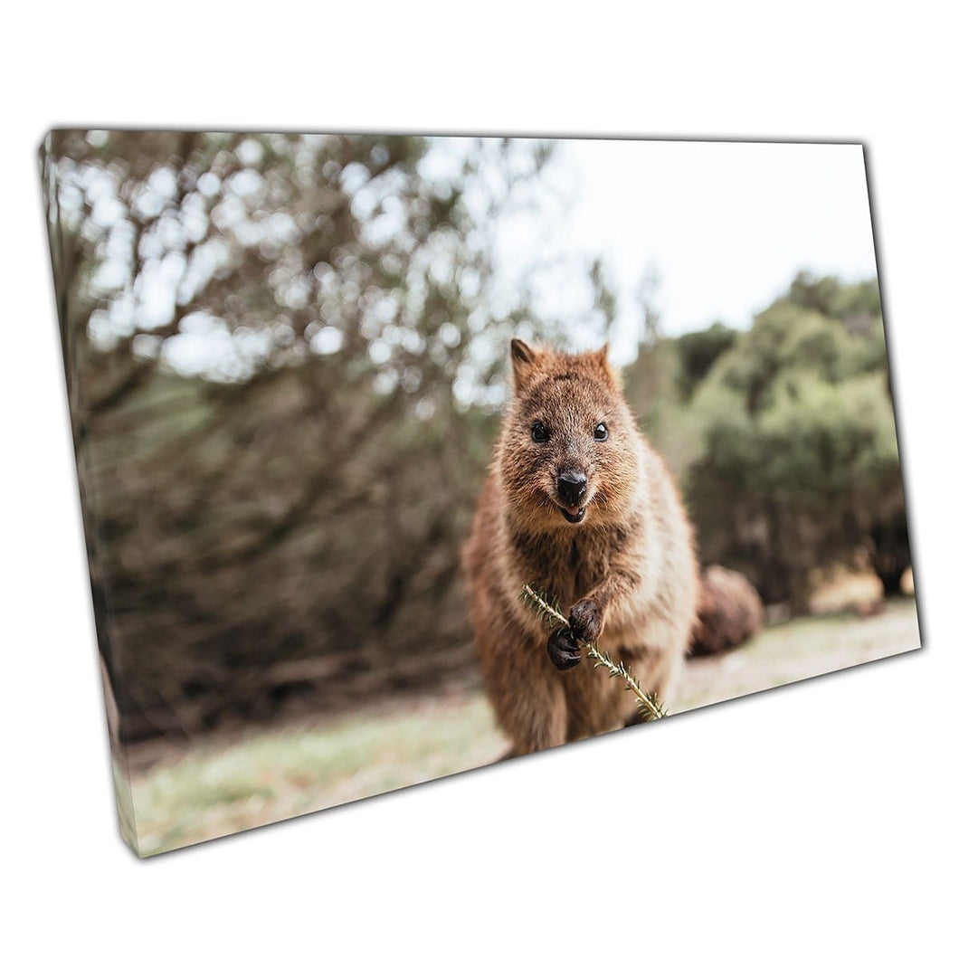 Gelukkig glimlachen Quokka poseren voor de camera Rottnest Island Western Australia Wall Art Print op canvas gemonteerde canvas print