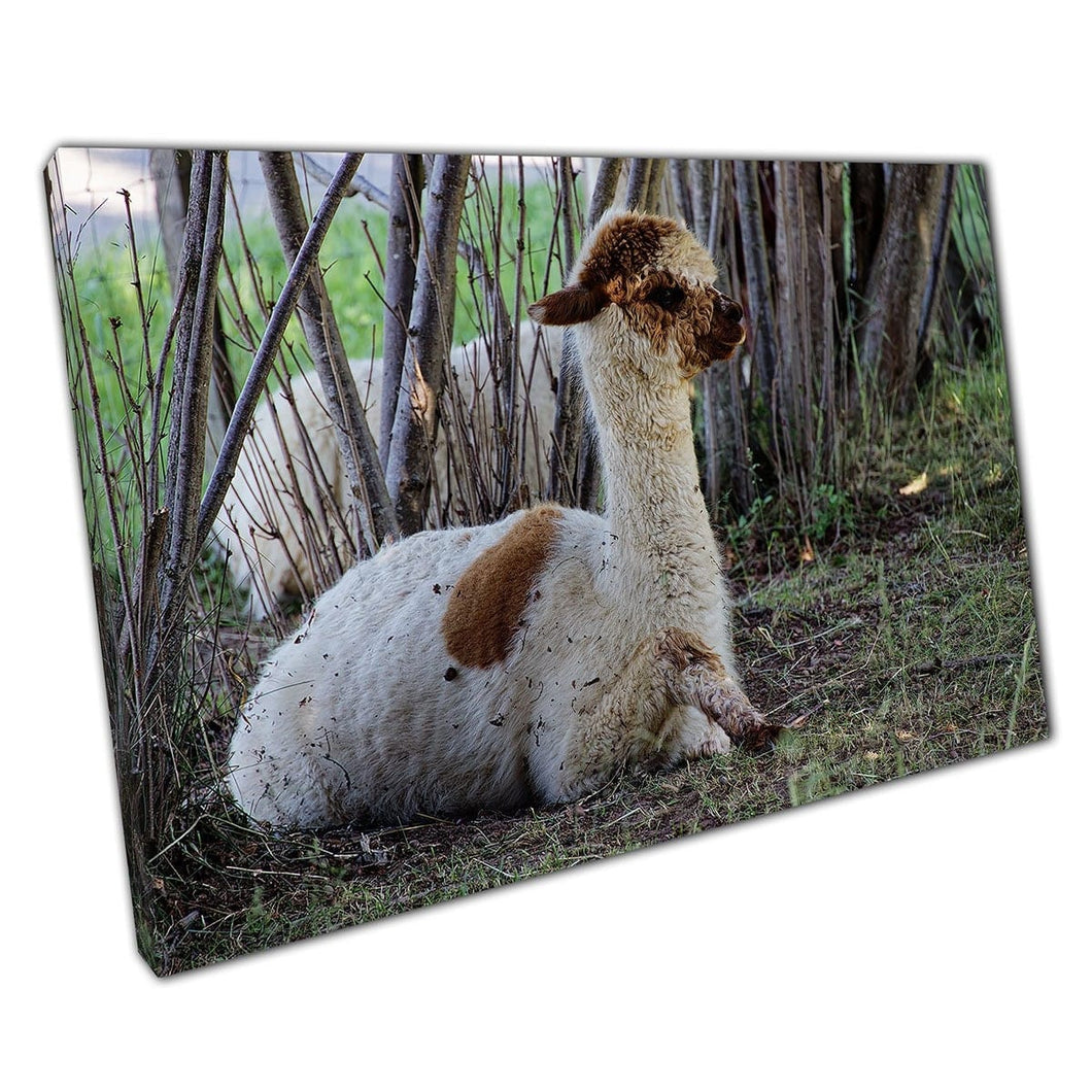 Bruine en witte donzige gevlekte alpaca rustend in de schaduw in Peru Wall Art Print op canvas gemonteerde canvas print