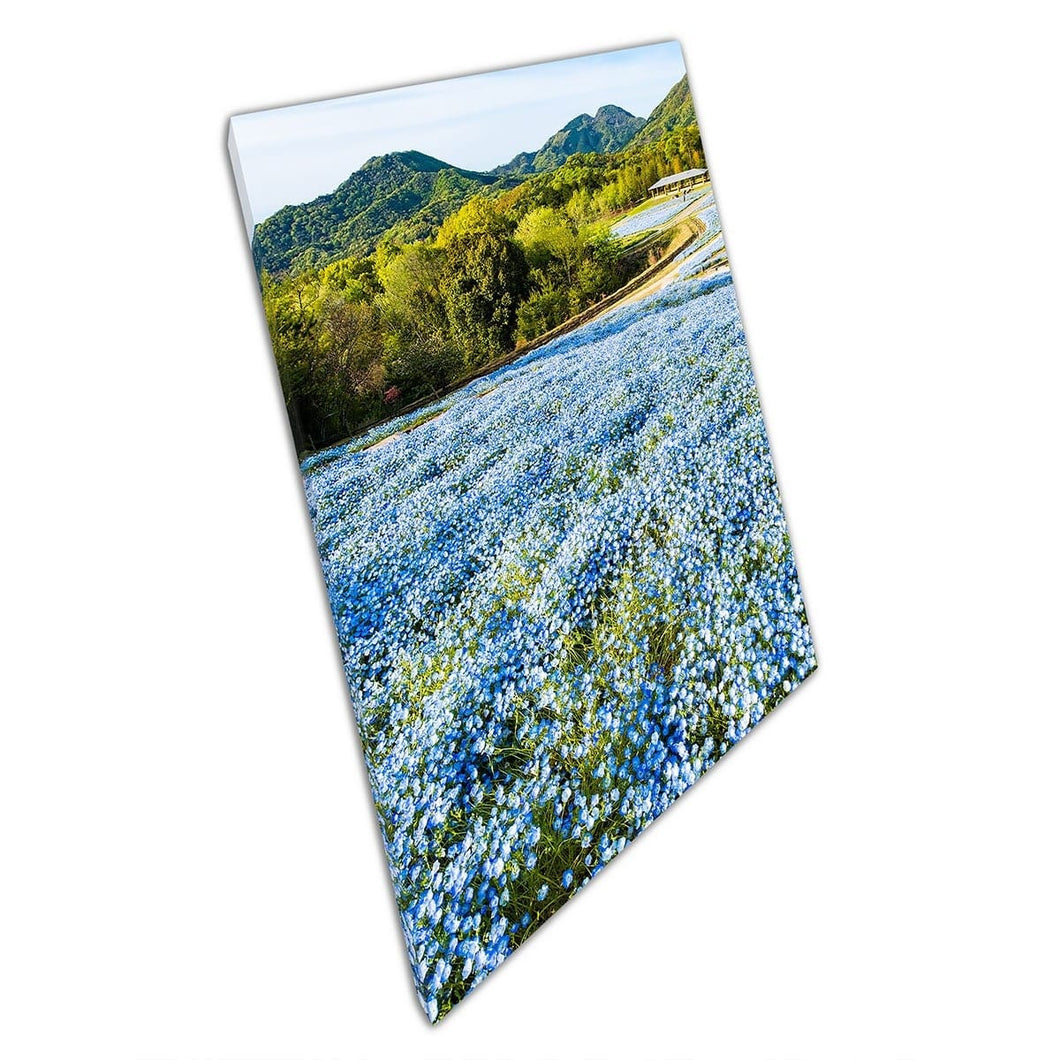 Baby Blue Eyes Blossoms Nemophila Flowers Manno Park Kagawa Prefecture Japan Wall Art Print On Canvas Mounted Canvas print