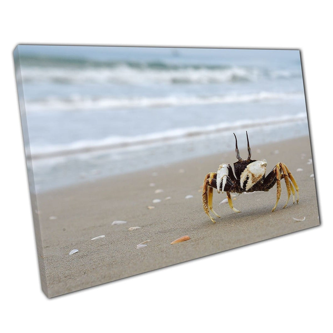 Woeste dappere kleine krab die rond een zandige strandzee -leven wilde dieren muurkunstafdruk op canvas gemonteerde canvas print