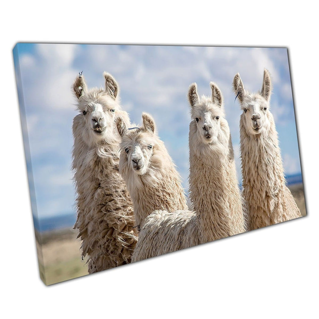 Argentine Animals Fluffy Llamas Alpacas Argentina South America Wall Art Print On Canvas Mounted Canvas print