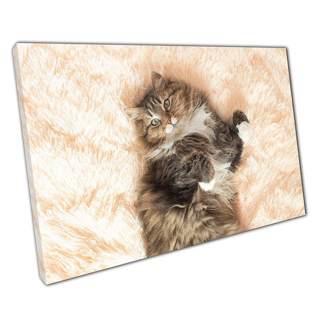 Fluffy Siberian Cat Lovingly Lying On Back Relaxing On A Plush Bed Cute Pet Kitten Wall Art Print On Canvas Mounted Canvas print
