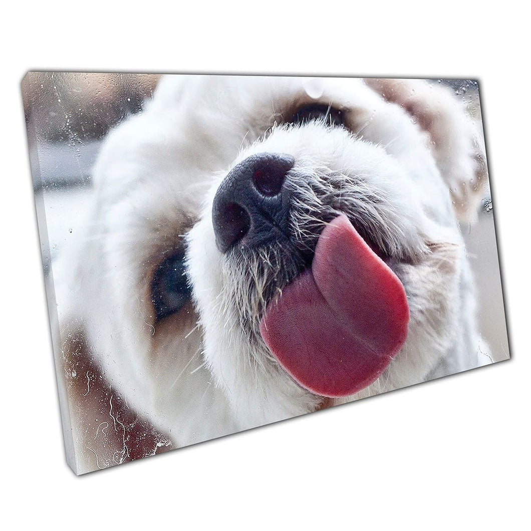 Fluffy schattige witte hond likken een raam grappige dierenfotografie huisdier huishoudelijke honden kunst kunst print op canvas gemonteerde canvas print