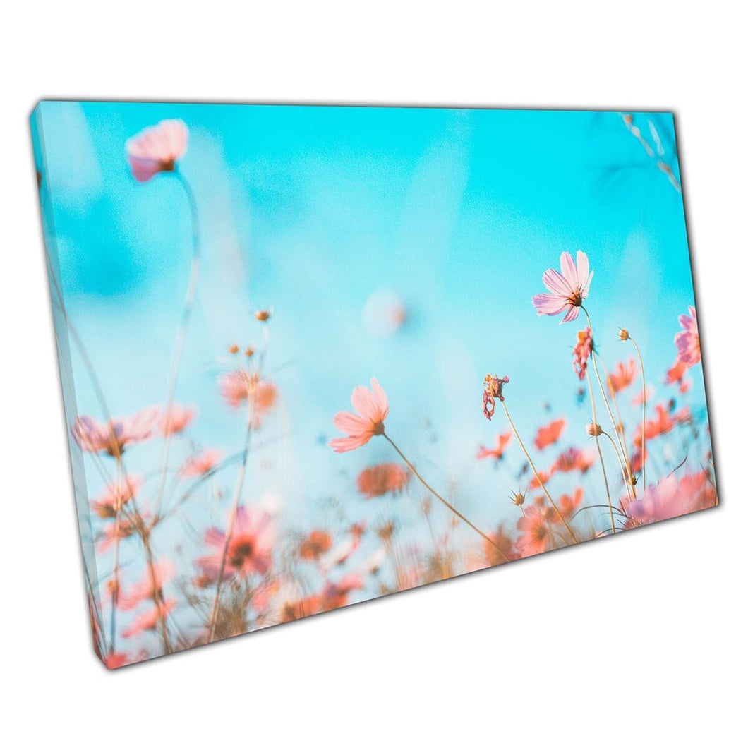 Beautiful Blush Pink Meadow Of Cosmos Flowers Against A Bright Clear Blue Summer Sky Wall Art Print On Canvas Mounted Canvas print