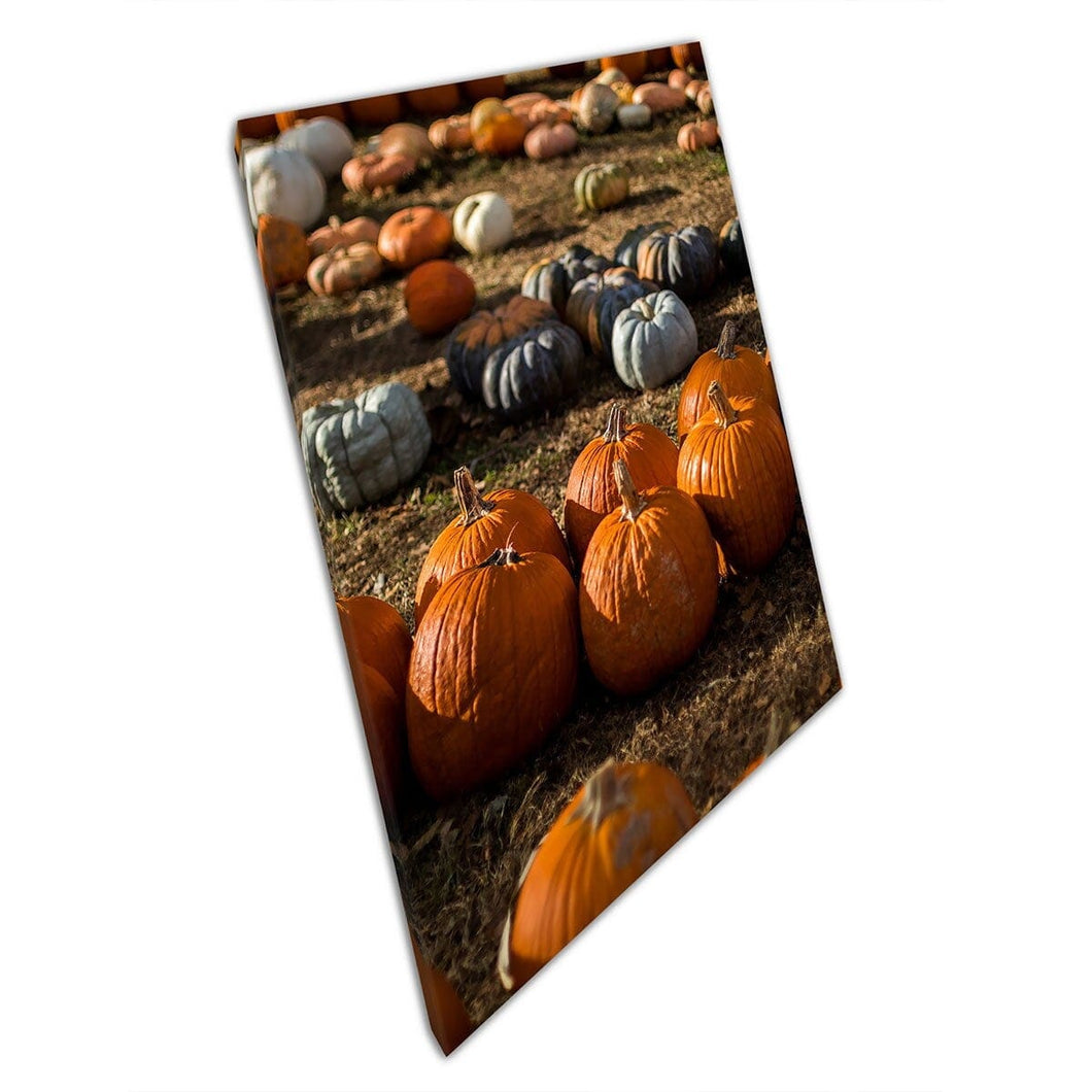 Autumnal October Halloween Mixed Pumpkin Vegetable Gardening Patch Wall Art Print On Canvas Mounted Canvas print