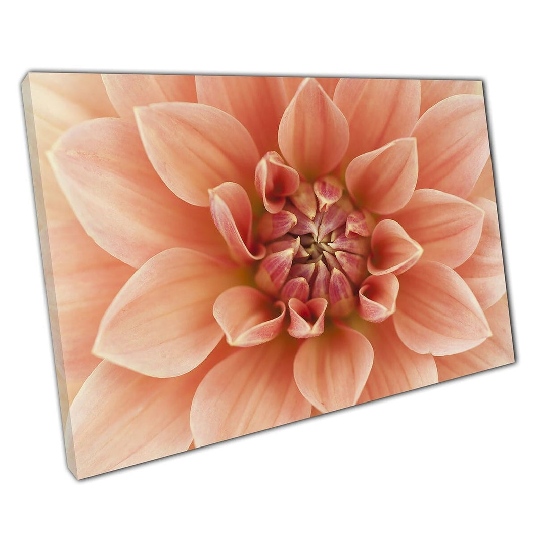 Light Red Pink Dahlia Flower Macro Zoom Floral Photography Wall Art Print On Canvas Mounted Canvas print