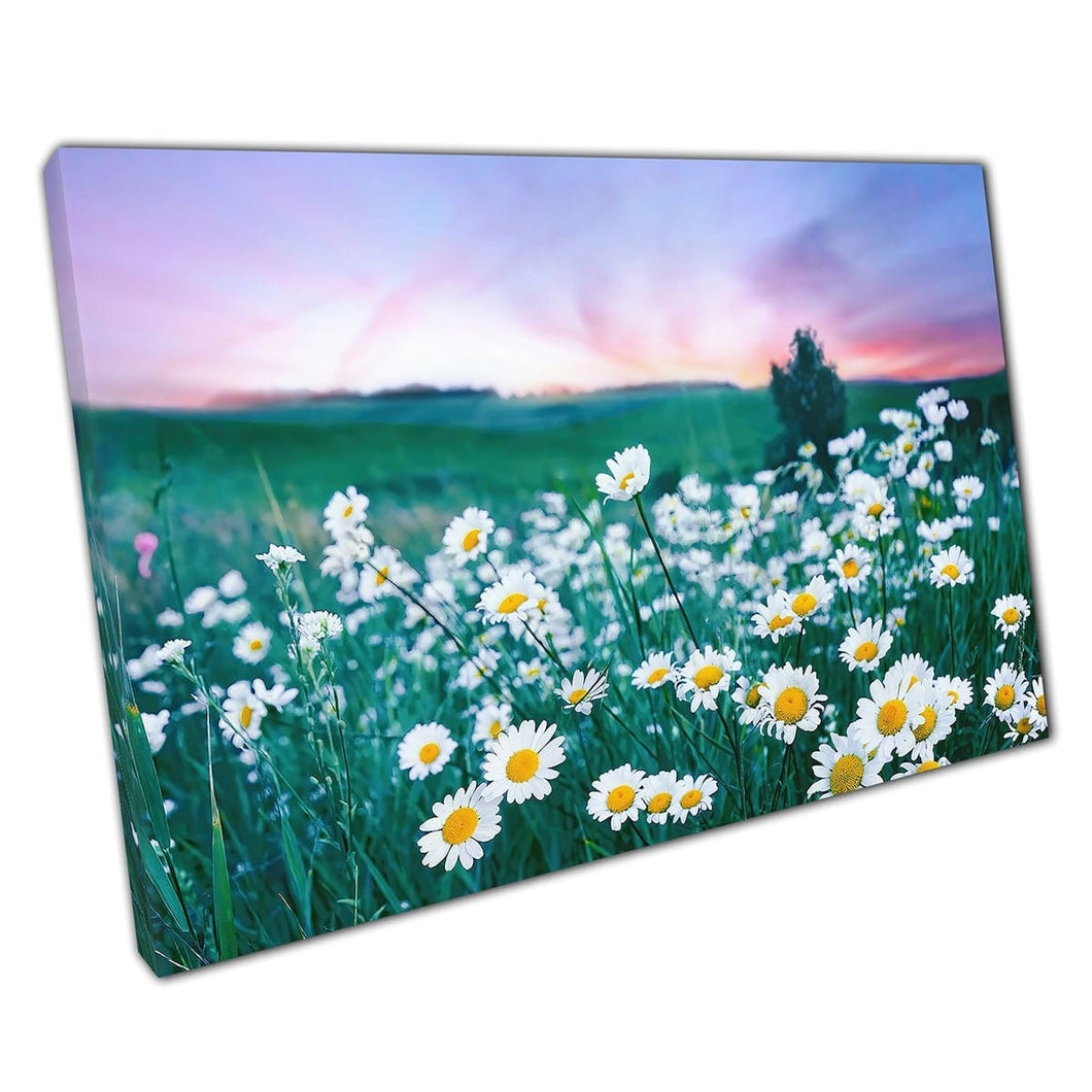 Soft Focus Sunset Over Natural Daisy Meadow Landscape Wall Art Print On Canvas Mounted Canvas print